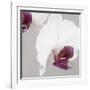 White Orchids on Grey-Tom Quartermaine-Framed Giclee Print