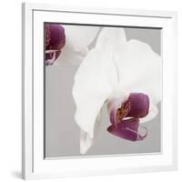 White Orchids on Grey-Tom Quartermaine-Framed Giclee Print