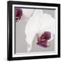 White Orchids on Grey-Tom Quartermaine-Framed Giclee Print