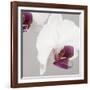 White Orchids on Grey-Tom Quartermaine-Framed Giclee Print