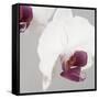 White Orchids on Grey-Tom Quartermaine-Framed Stretched Canvas