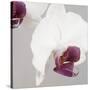 White Orchids on Grey-Tom Quartermaine-Stretched Canvas