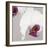 White Orchids on Grey-Tom Quartermaine-Framed Giclee Print