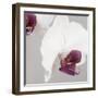 White Orchids on Grey-Tom Quartermaine-Framed Giclee Print