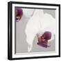 White Orchids on Grey-Tom Quartermaine-Framed Giclee Print