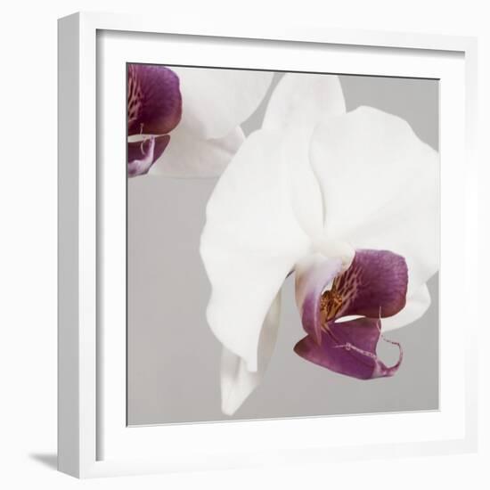 White Orchids on Grey-Tom Quartermaine-Framed Giclee Print