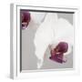 White Orchids on Grey-Tom Quartermaine-Framed Giclee Print