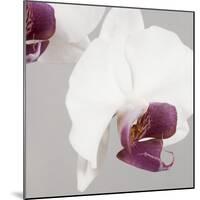 White Orchids on Grey-Tom Quartermaine-Mounted Giclee Print