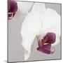 White Orchids on Grey-Tom Quartermaine-Mounted Giclee Print