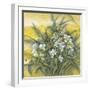 White Orchids-Cai Xiaoli-Framed Giclee Print