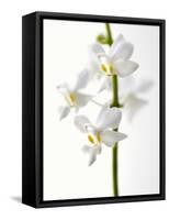White Orchids-null-Framed Stretched Canvas