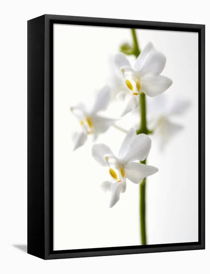 White Orchids-null-Framed Stretched Canvas