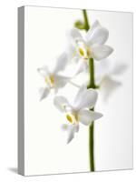 White Orchids-null-Stretched Canvas