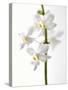 White Orchids-null-Stretched Canvas