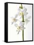 White Orchids-null-Framed Stretched Canvas