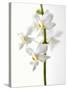 White Orchids-null-Stretched Canvas