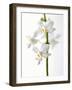 White Orchids-null-Framed Premium Photographic Print