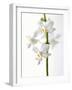 White Orchids-null-Framed Premium Photographic Print