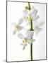 White Orchids-null-Mounted Premium Photographic Print