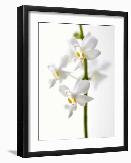 White Orchids-null-Framed Photographic Print