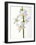 White Orchids-null-Framed Photographic Print