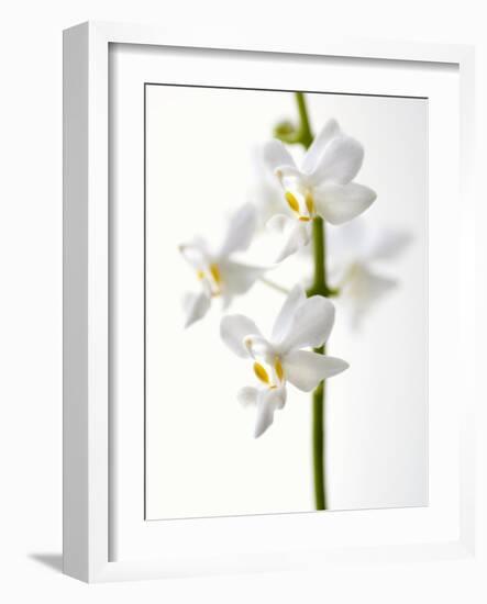 White Orchids-null-Framed Photographic Print