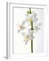 White Orchids-null-Framed Photographic Print