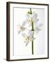 White Orchids-null-Framed Photographic Print