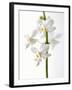 White Orchids-null-Framed Photographic Print