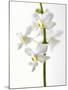 White Orchids-null-Mounted Photographic Print