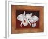 White Orchids-Vivien Rhyan-Framed Art Print