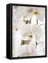 White Orchids-Savanah Plank-Framed Stretched Canvas