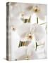 White Orchids-Savanah Plank-Stretched Canvas