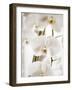 White Orchids-Savanah Plank-Framed Photo