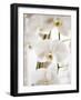 White Orchids-Savanah Plank-Framed Photo