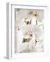 White Orchids-Savanah Plank-Framed Photo