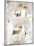 White Orchids-Savanah Plank-Mounted Photo