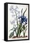 White Oriental Hyacinth, Large Leaf Iris, Dog Tooth, Large Blue Muscari - in “Histoire Générale Des-Maria Sibylla Graff Merian-Framed Stretched Canvas