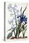 White Oriental Hyacinth, Large Leaf Iris, Dog Tooth, Large Blue Muscari - in “Histoire Générale Des-Maria Sibylla Graff Merian-Stretched Canvas