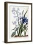 White Oriental Hyacinth, Large Leaf Iris, Dog Tooth, Large Blue Muscari - in “Histoire Générale Des-Maria Sibylla Graff Merian-Framed Giclee Print