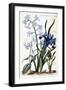 White Oriental Hyacinth, Large Leaf Iris, Dog Tooth, Large Blue Muscari - in “Histoire Générale Des-Maria Sibylla Graff Merian-Framed Giclee Print