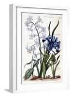 White Oriental Hyacinth, Large Leaf Iris, Dog Tooth, Large Blue Muscari - in “Histoire Générale Des-Maria Sibylla Graff Merian-Framed Giclee Print