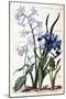 White Oriental Hyacinth, Large Leaf Iris, Dog Tooth, Large Blue Muscari - in “Histoire Générale Des-Maria Sibylla Graff Merian-Mounted Giclee Print