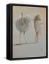 White Ostrich Ballet-Lincoln Seligman-Framed Stretched Canvas