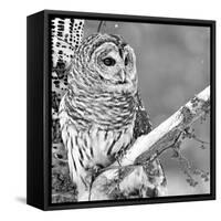 White Owl-null-Framed Stretched Canvas