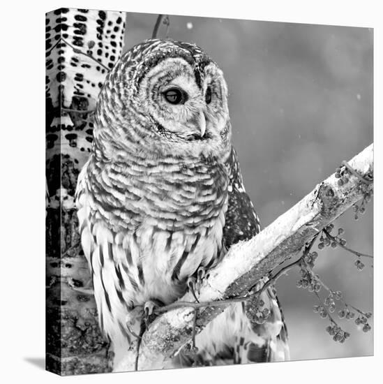 White Owl-null-Stretched Canvas