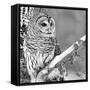 White Owl-null-Framed Stretched Canvas