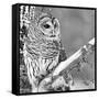 White Owl-null-Framed Stretched Canvas
