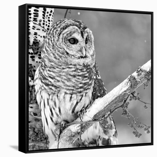 White Owl-null-Framed Stretched Canvas