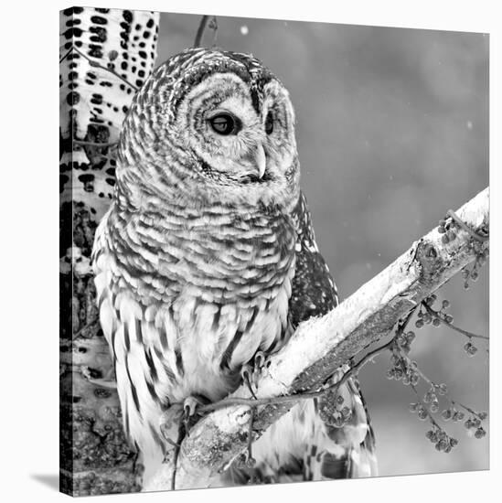 White Owl-null-Stretched Canvas